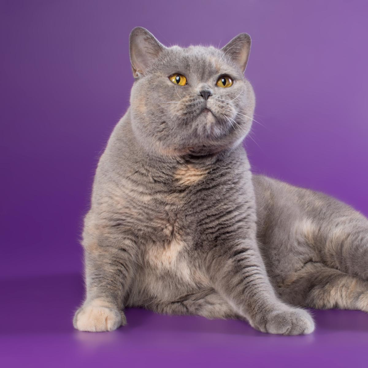 Flat-faced British shorthair