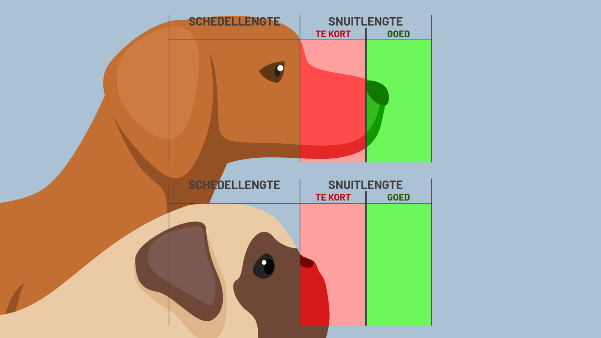 Snuitlengte